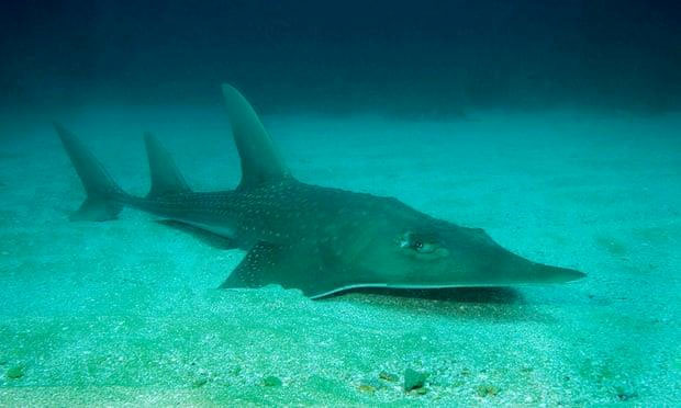 Picture 1 of Long fish and species that have just entered the red book because of the danger of extinction