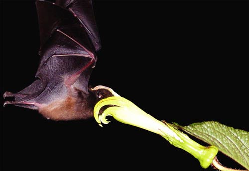 Picture 2 of Long tongue bats: speed champion digest food!