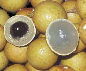 Picture 1 of Longan to make medicine