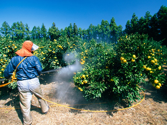 Picture 1 of Long-term exposure to Alzheimer's susceptible pesticides
