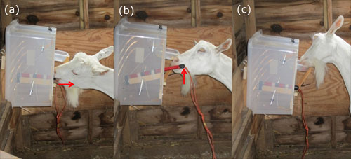 Picture 1 of Long-term memory of goats