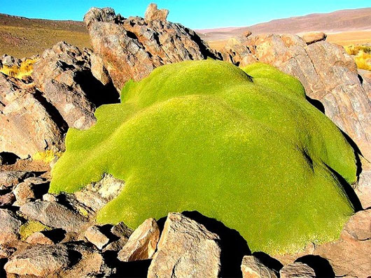 Picture 1 of Look at the green 'drool monster' tree