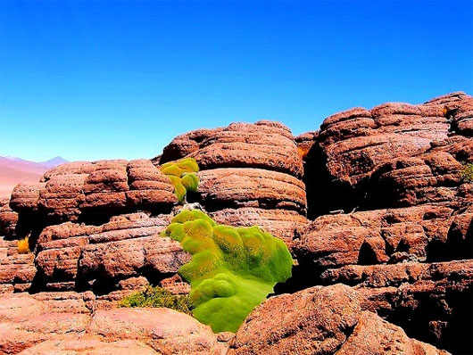 Picture 3 of Look at the green 'drool monster' tree