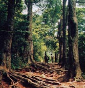 Picture 1 of Looking for the gnarled reptile more than 230 million years in Cuc Phuong