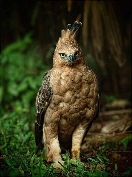 Picture 2 of Lord of the sky in Vietnam