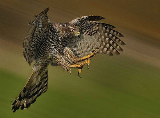 Picture 3 of Lord of the sky in Vietnam