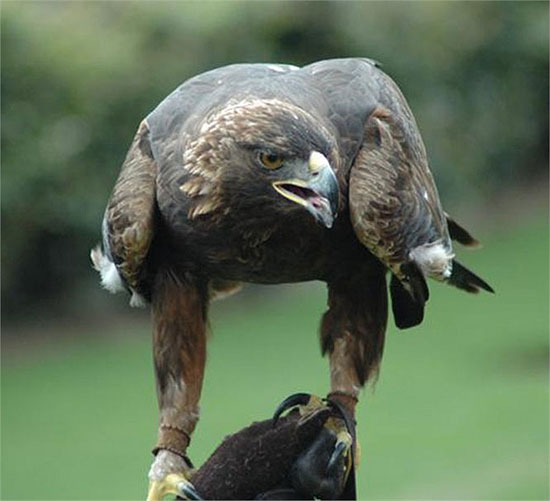 Picture 4 of Lord of the sky in Vietnam