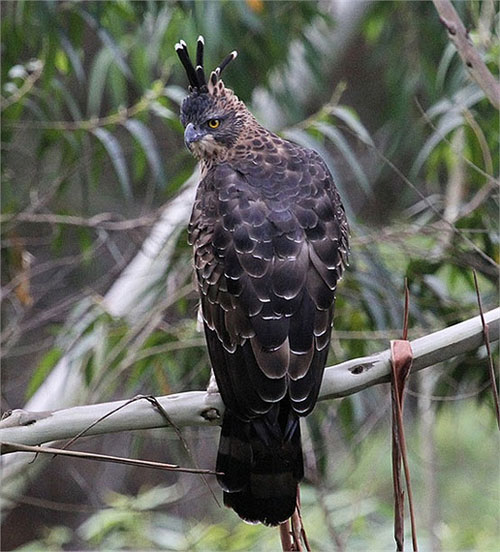 Picture 5 of Lord of the sky in Vietnam
