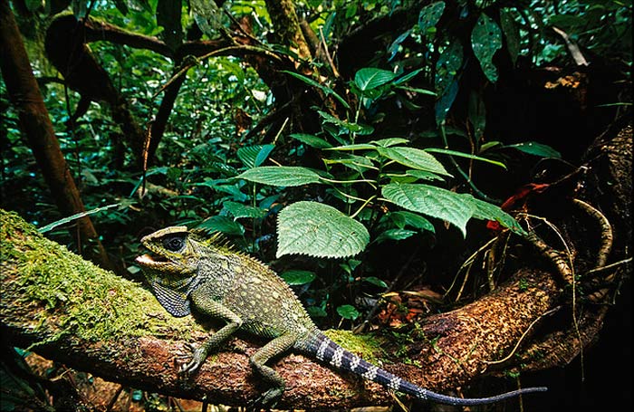 Picture 10 of Lorentz National Park - Indonesia