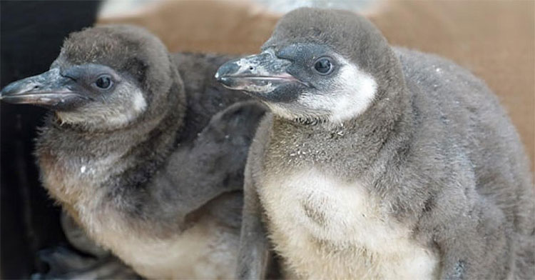 Picture 2 of Losing children, double crazy penguins kill the same kind