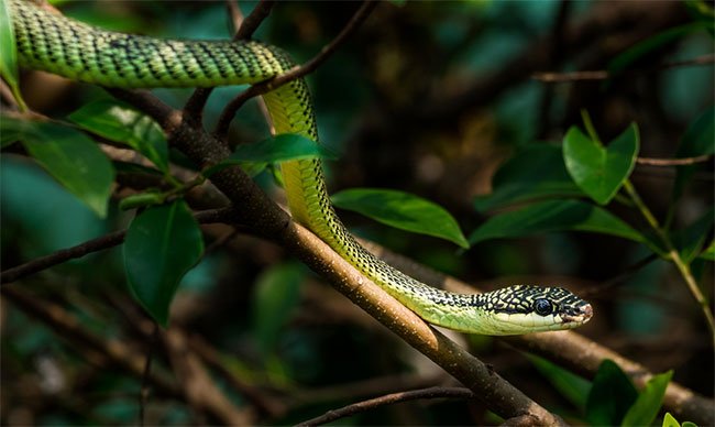 Lost amidst the snake kingdom in Vietnam, everything from sage to poison