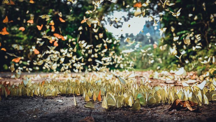 Picture 1 of 'Lost way' among butterflies in Cuc Phuong national park