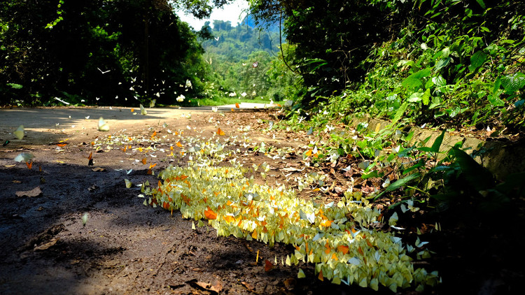 Picture 2 of 'Lost way' among butterflies in Cuc Phuong national park