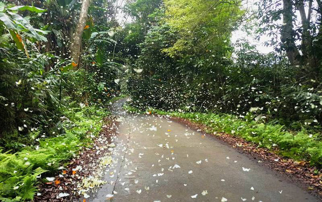 Picture 3 of 'Lost way' among butterflies in Cuc Phuong national park