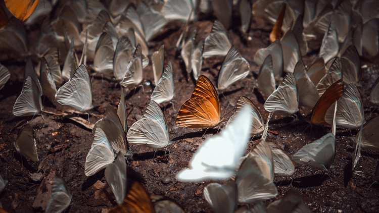Picture 4 of 'Lost way' among butterflies in Cuc Phuong national park