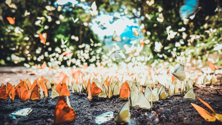 Picture 5 of 'Lost way' among butterflies in Cuc Phuong national park