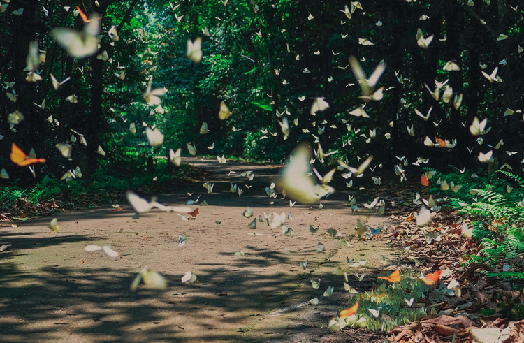 Picture 6 of 'Lost way' among butterflies in Cuc Phuong national park