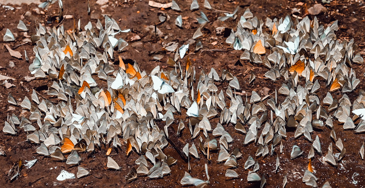 Picture 7 of 'Lost way' among butterflies in Cuc Phuong national park