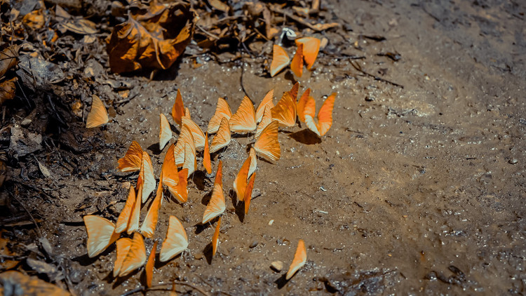 Picture 8 of 'Lost way' among butterflies in Cuc Phuong national park