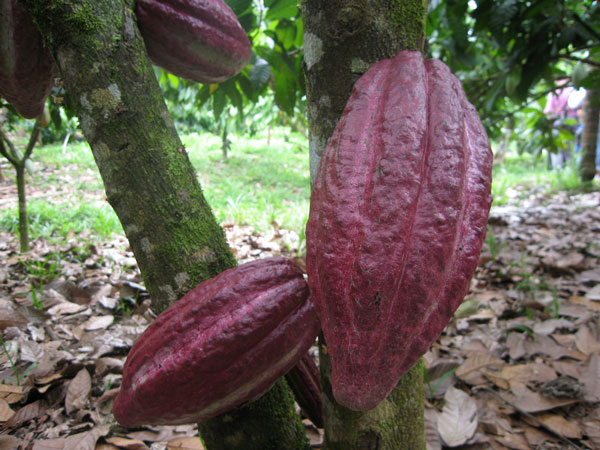 Picture 1 of 'Love food' will be more expensive due to climate change