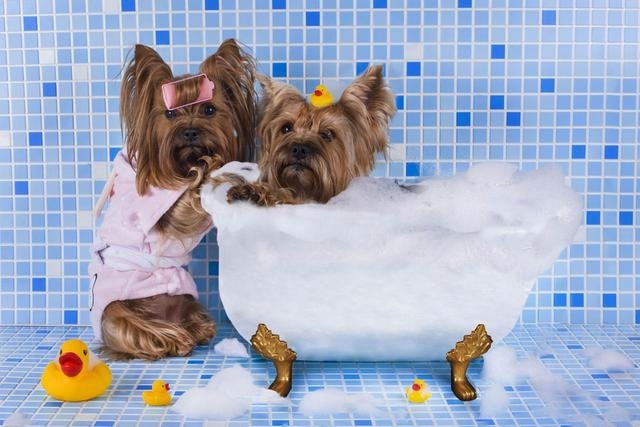 Picture 13 of Lovely animal photos like humans