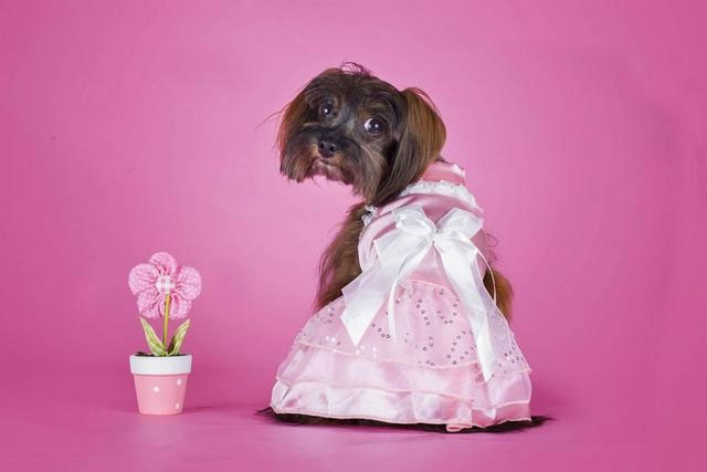 Picture 8 of Lovely animal photos like humans
