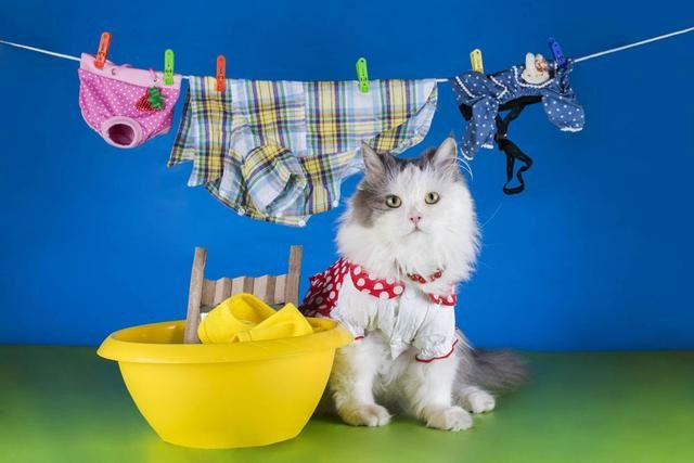Picture 9 of Lovely animal photos like humans