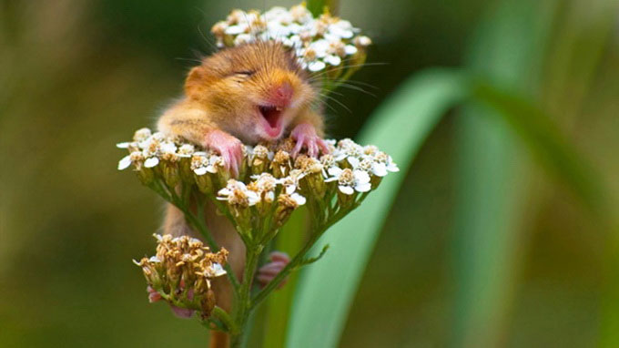 Picture 10 of Lovely funny animal photos