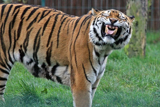 Picture 2 of Lovely funny animal photos