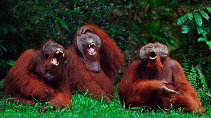 Picture 5 of Lovely funny animal photos