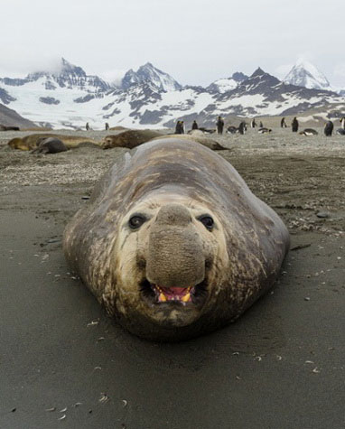 Picture 6 of Lovely funny animal photos