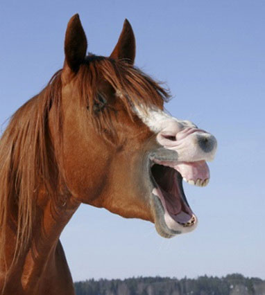 Picture 9 of Lovely funny animal photos