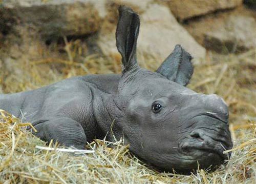 Picture 10 of Lovely little creatures