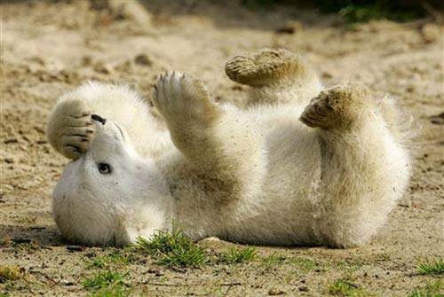 Picture 8 of Lovely little creatures