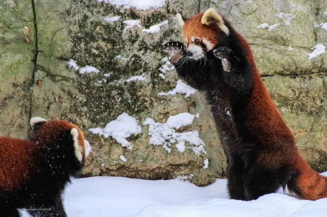 Picture 8 of Lovely red panda playing on white snow