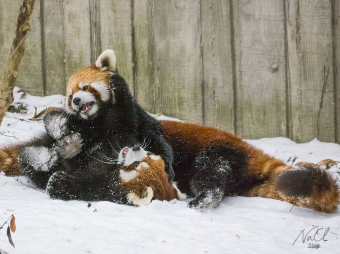 Picture 9 of Lovely red panda playing on white snow
