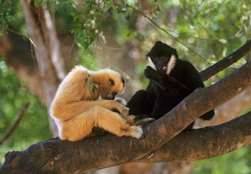 Picture 2 of Loving way of animals