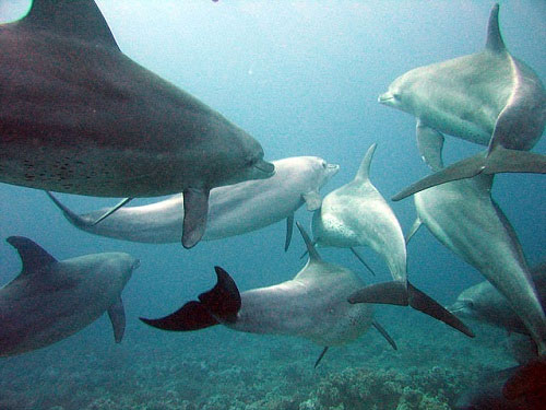 Picture 3 of Loving way of animals