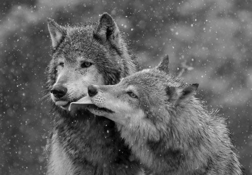 Picture 4 of Loving way of animals