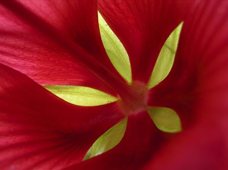 Picture 1 of Magic beauty of flowers