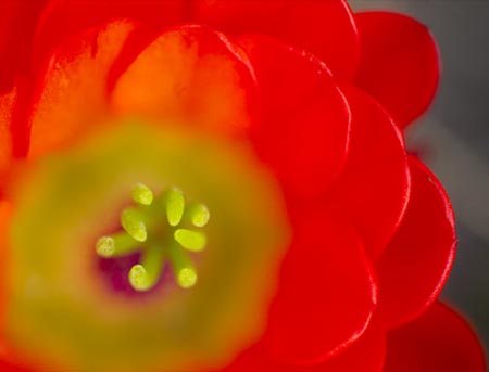 Picture 4 of Magic beauty of flowers