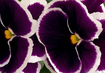 Picture 5 of Magic beauty of flowers