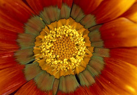 Picture 6 of Magic beauty of flowers