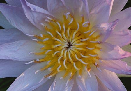 Picture 8 of Magic beauty of flowers
