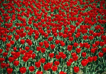 Picture 9 of Magic beauty of flowers