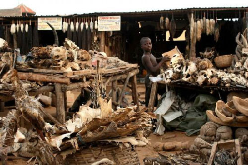 Picture 3 of Magic spells market in Africa