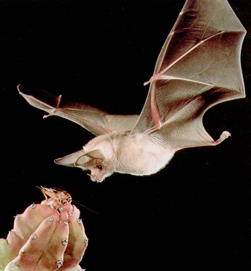 Picture 1 of Magical ability of animals