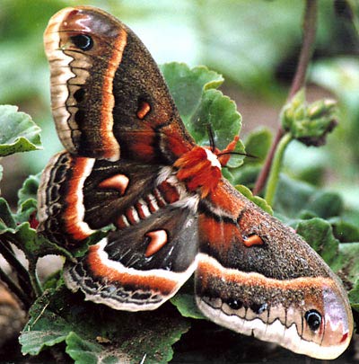 Picture 6 of Magical ability of animals