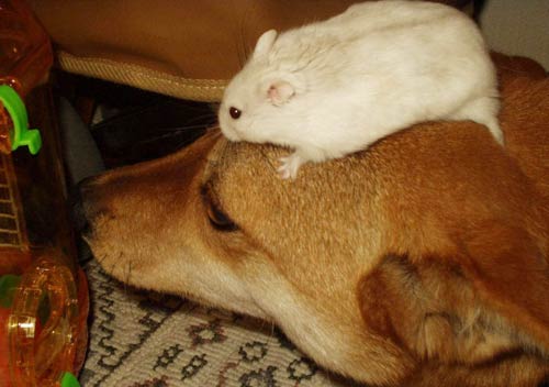 Picture 7 of Magical ability of animals