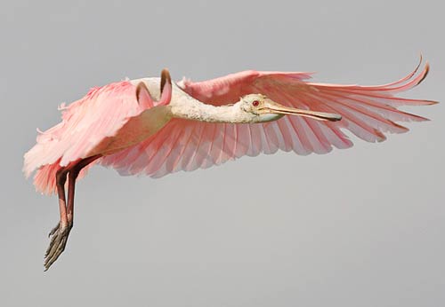 Picture 8 of Magical ability of animals